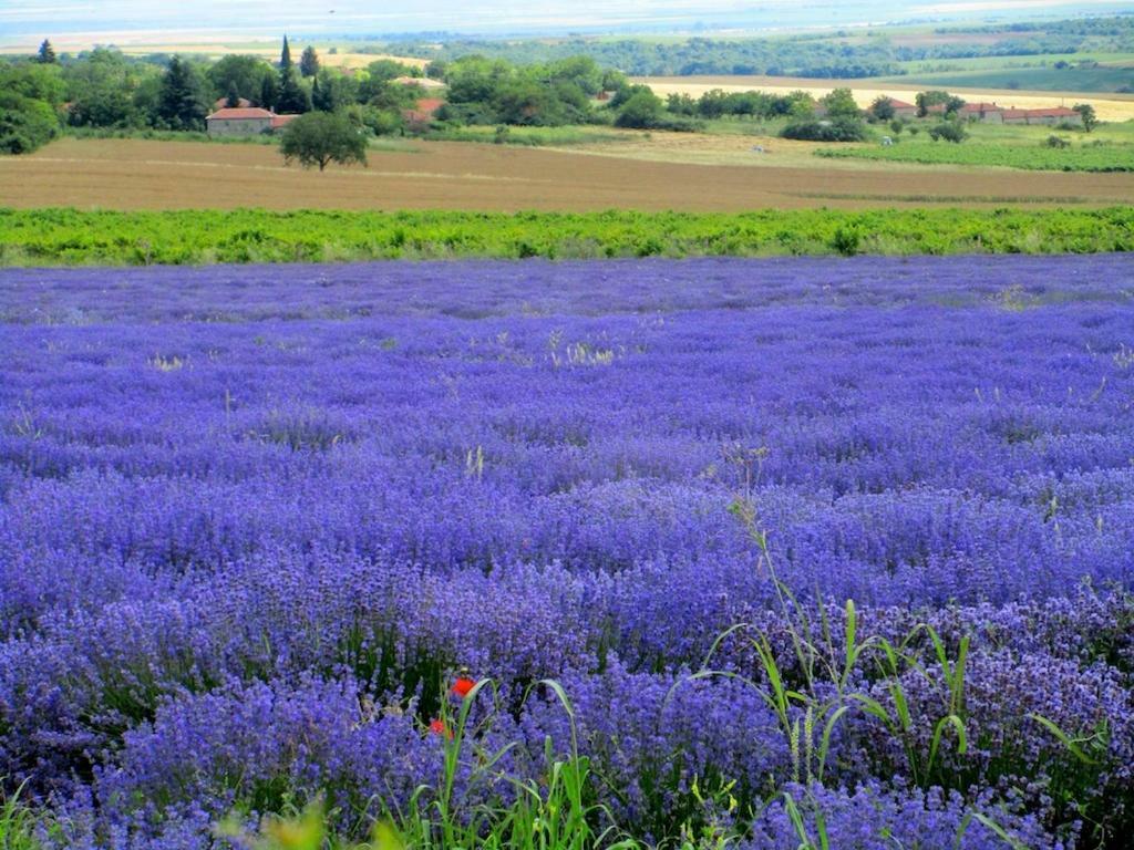 Lavender Lodge Rupkite Esterno foto